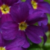 Primula Wanda - Abriachan Nurseries